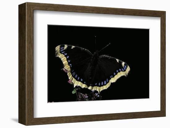 Nymphalis Antiopa (Mourning Cloak Butterfly, Camberwell Beauty)-Paul Starosta-Framed Photographic Print