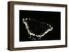 Nymphalis Antiopa (Mourning Cloak Butterfly, Camberwell Beauty)-Paul Starosta-Framed Photographic Print