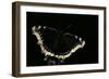 Nymphalis Antiopa (Mourning Cloak Butterfly, Camberwell Beauty)-Paul Starosta-Framed Photographic Print