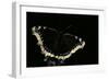 Nymphalis Antiopa (Mourning Cloak Butterfly, Camberwell Beauty)-Paul Starosta-Framed Photographic Print