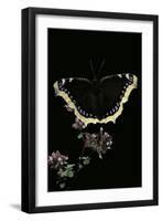 Nymphalis Antiopa (Mourning Cloak Butterfly, Camberwell Beauty)-Paul Starosta-Framed Photographic Print