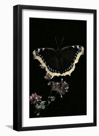 Nymphalis Antiopa (Mourning Cloak Butterfly, Camberwell Beauty)-Paul Starosta-Framed Photographic Print