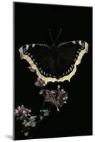 Nymphalis Antiopa (Mourning Cloak Butterfly, Camberwell Beauty)-Paul Starosta-Mounted Photographic Print