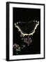 Nymphalis Antiopa (Mourning Cloak Butterfly, Camberwell Beauty)-Paul Starosta-Framed Photographic Print