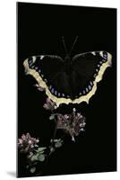 Nymphalis Antiopa (Mourning Cloak Butterfly, Camberwell Beauty)-Paul Starosta-Mounted Photographic Print