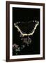 Nymphalis Antiopa (Mourning Cloak Butterfly, Camberwell Beauty)-Paul Starosta-Framed Photographic Print