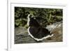 Nymphalis Antiopa (Mourning Cloak Butterfly, Camberwell Beauty)-Paul Starosta-Framed Photographic Print