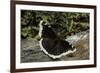 Nymphalis Antiopa (Mourning Cloak Butterfly, Camberwell Beauty)-Paul Starosta-Framed Photographic Print