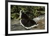 Nymphalis Antiopa (Mourning Cloak Butterfly, Camberwell Beauty)-Paul Starosta-Framed Photographic Print