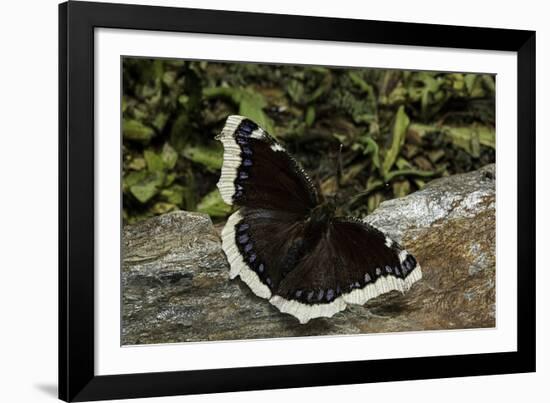 Nymphalis Antiopa (Mourning Cloak Butterfly, Camberwell Beauty)-Paul Starosta-Framed Photographic Print