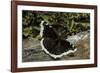 Nymphalis Antiopa (Mourning Cloak Butterfly, Camberwell Beauty)-Paul Starosta-Framed Photographic Print