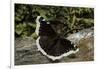 Nymphalis Antiopa (Mourning Cloak Butterfly, Camberwell Beauty)-Paul Starosta-Framed Photographic Print