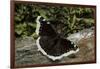 Nymphalis Antiopa (Mourning Cloak Butterfly, Camberwell Beauty)-Paul Starosta-Framed Photographic Print