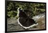 Nymphalis Antiopa (Mourning Cloak Butterfly, Camberwell Beauty)-Paul Starosta-Framed Photographic Print