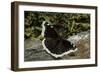 Nymphalis Antiopa (Mourning Cloak Butterfly, Camberwell Beauty)-Paul Starosta-Framed Photographic Print