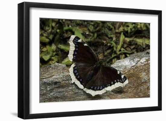 Nymphalis Antiopa (Mourning Cloak Butterfly, Camberwell Beauty)-Paul Starosta-Framed Photographic Print