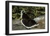 Nymphalis Antiopa (Mourning Cloak Butterfly, Camberwell Beauty)-Paul Starosta-Framed Photographic Print