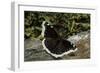 Nymphalis Antiopa (Mourning Cloak Butterfly, Camberwell Beauty)-Paul Starosta-Framed Photographic Print