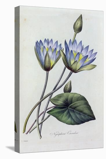 Nymphea Caerulea (Coloured Engraving)-Pierre-Joseph Redouté-Stretched Canvas