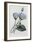 Nymphea Caerulea (Coloured Engraving)-Pierre-Joseph Redouté-Framed Giclee Print