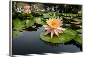 Nymphea in a Pool, Group of Hue Monuments-Nathalie Cuvelier-Framed Photographic Print