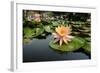Nymphea in a Pool, Group of Hue Monuments-Nathalie Cuvelier-Framed Photographic Print