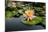 Nymphea in a Pool, Group of Hue Monuments-Nathalie Cuvelier-Mounted Photographic Print