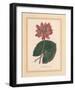 Nymphea Rubra-C^ Van Geel-Framed Art Print