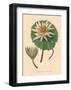 Nymphea Versicolo-C^ Van Geel-Framed Art Print