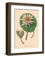 Nymphea Versicolo-C^ Van Geel-Framed Art Print