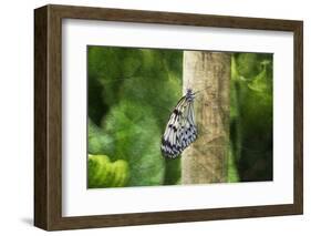 Nymphéa-Viviane Fedieu Daniel-Framed Photographic Print