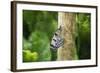 Nymphéa-Viviane Fedieu Daniel-Framed Photographic Print