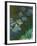 Nympheas and agapantes,1914-1917 Canvas,140 x 120 cm Inv. 5084.-Claude Monet-Framed Giclee Print