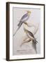 Nymphicus Nova-Hollandice (Gmel.), C.1831-Edward Lear-Framed Giclee Print