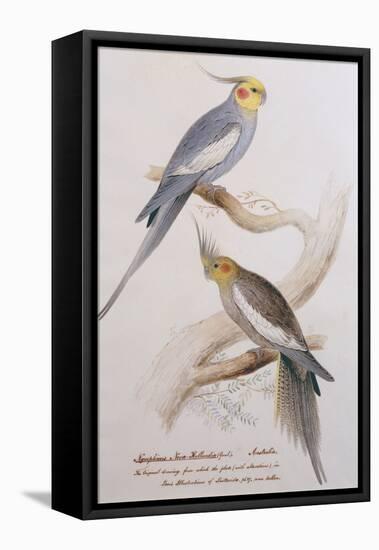 Nymphicus Nova-Hollandice (Gmel.), C.1831-Edward Lear-Framed Stretched Canvas