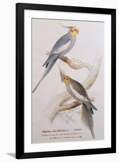 Nymphicus Nova-Hollandice (Gmel.), C.1831-Edward Lear-Framed Giclee Print