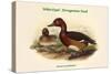 Nyroca Leucophthalmus - White-Eyed - Ferrogenious Duck-John Gould-Stretched Canvas