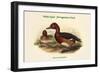 Nyroca Leucophthalmus - White-Eyed - Ferrogenious Duck-John Gould-Framed Art Print