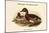 Nyroca Leucophthalmus - White-Eyed - Ferrogenious Duck-John Gould-Mounted Art Print