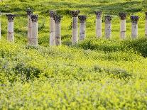 Roman columns rising above field of wildflowers-O^ and E^ Alamany and Vicens-Framed Photographic Print