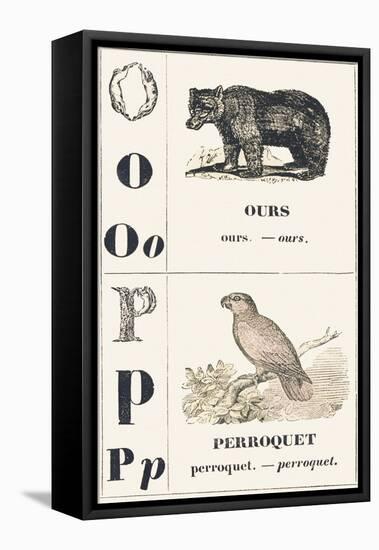 O P: Bear — Parrot, 1850 (Engraving)-Louis Simon (1810-1870) Lassalle-Framed Stretched Canvas