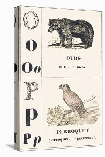 O P: Bear — Parrot, 1850 (Engraving)-Louis Simon (1810-1870) Lassalle-Stretched Canvas