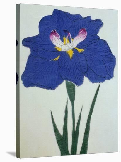 O-Sho-Kun Book of a Blue Iris-Stapleton Collection-Stretched Canvas