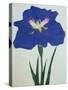 O-Sho-Kun Book of a Blue Iris-Stapleton Collection-Stretched Canvas
