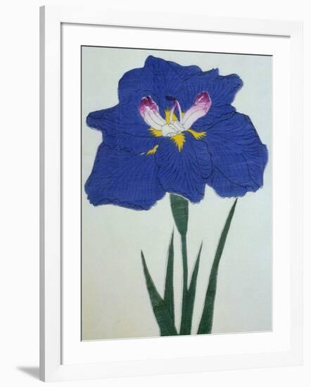 O-Sho-Kun Book of a Blue Iris-Stapleton Collection-Framed Giclee Print