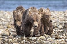 Three brown bear cubs, Alaska-OAG Q Wolfe-Mounted Photographic Print