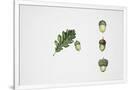 Gramercy White