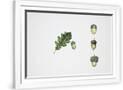 Gramercy White