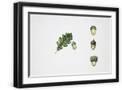 Black Frame