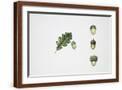 Brown Frame